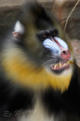 Mandril6