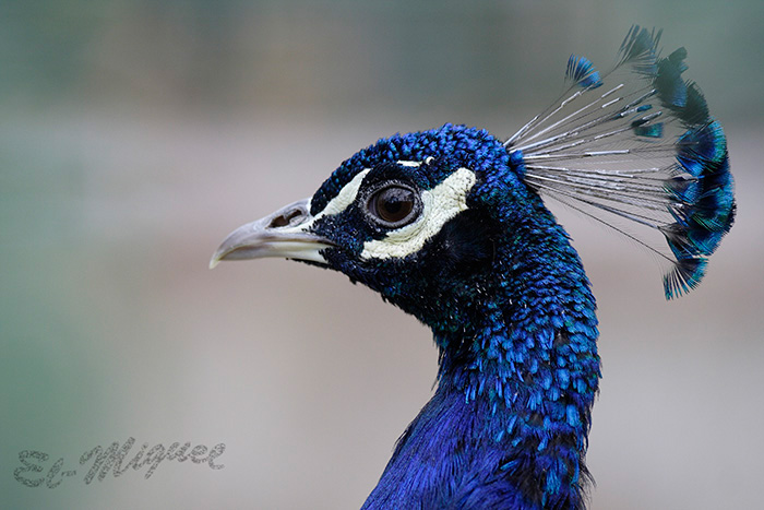 pavo_real7