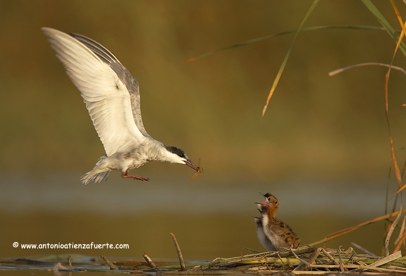 Fumarel_Cari_J7L0245