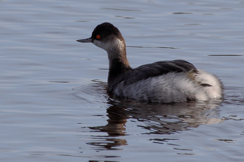 Cabusso_collnegre_11