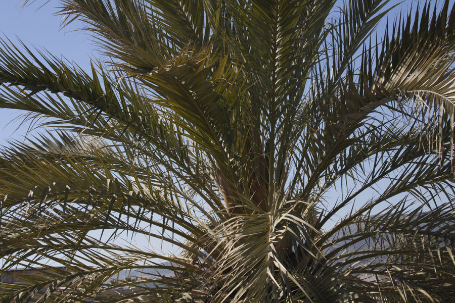 Palmera11