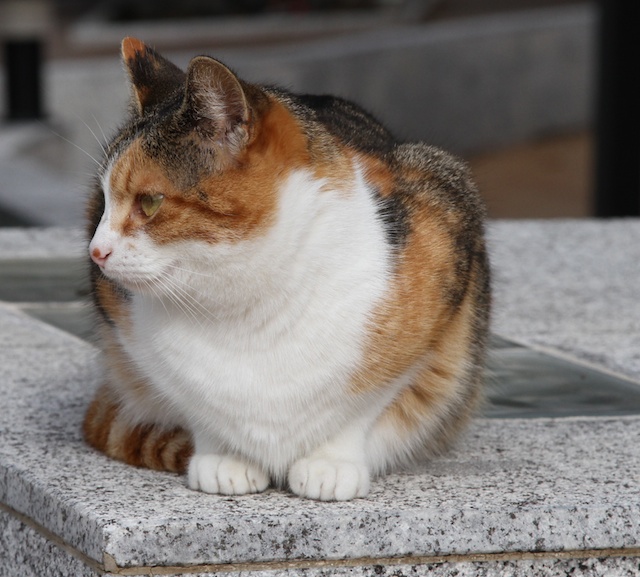 015_MUS_Y_GATOS_16_02_2014
