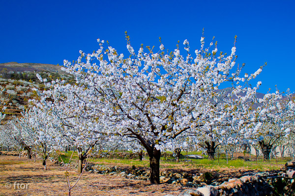20110401-valledeljertecerezoflor-016-14