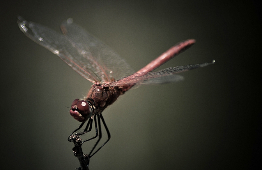 20110612-IMG_0730