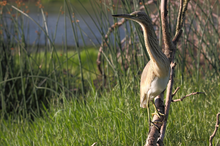 2013-09-04-Avetoro-027