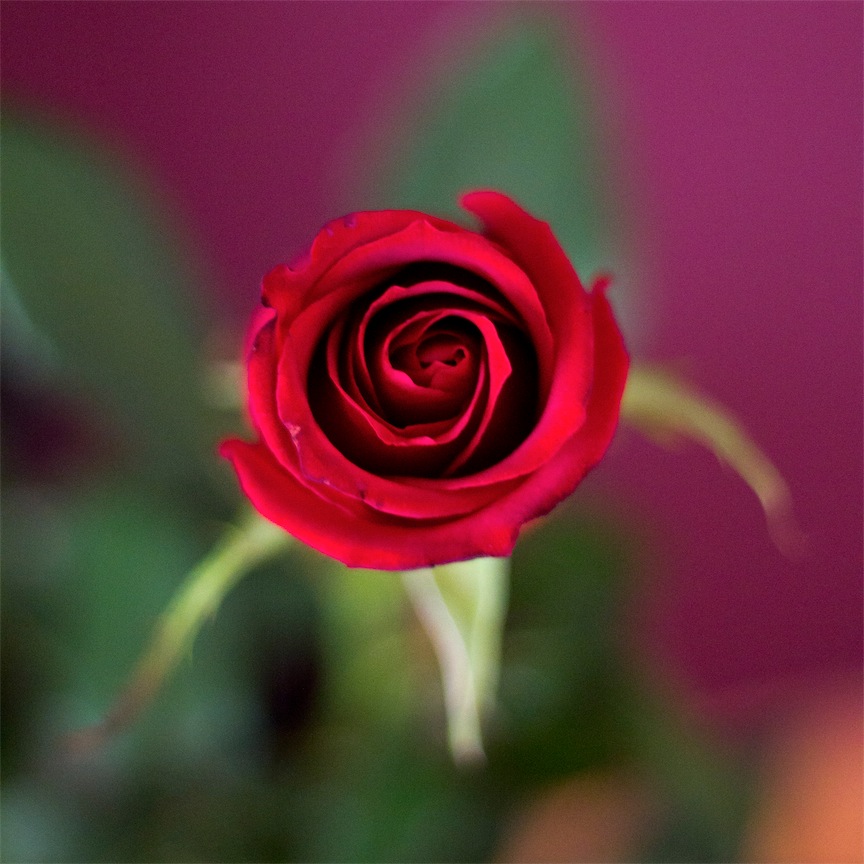 28_Rosa
