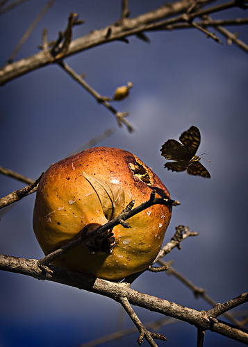 3056245160_4f27ab8070