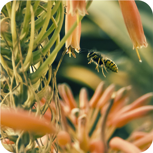 3140904715_b23aa3ffa1