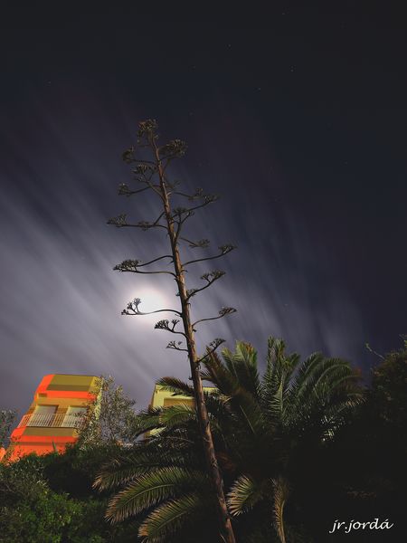 4521154108_0febe50c30_o