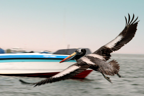 6d9acaff0ddd8595135a485528346a13