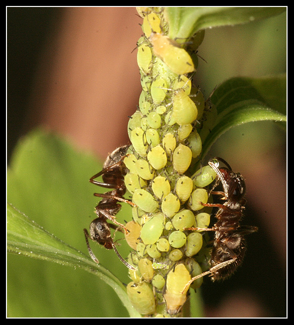 80cb9d1b1c7ecdf5f3162a0a3ae7c3e0