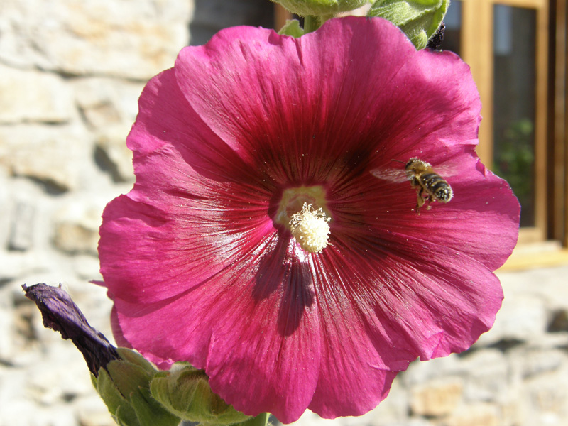 ABEJA_canon