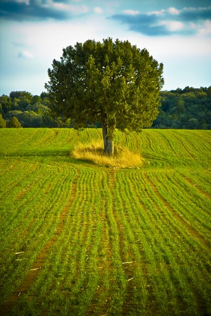 ARBOL10