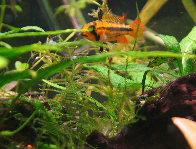 Apistogramma_cacatuoides_hembra_cuida_alevines