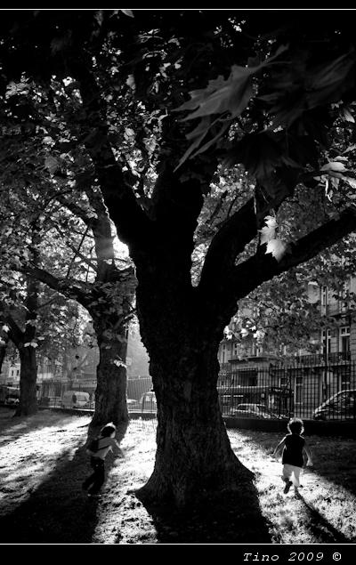 Arbol_a_contraluz2