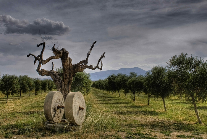 Arbol_en_el_Moncayo