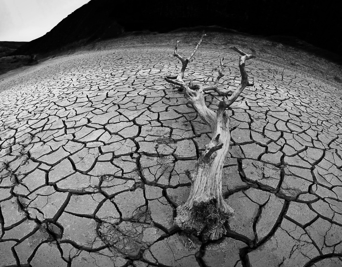Arbol_seco_laguna_seca_blanco_y_negro