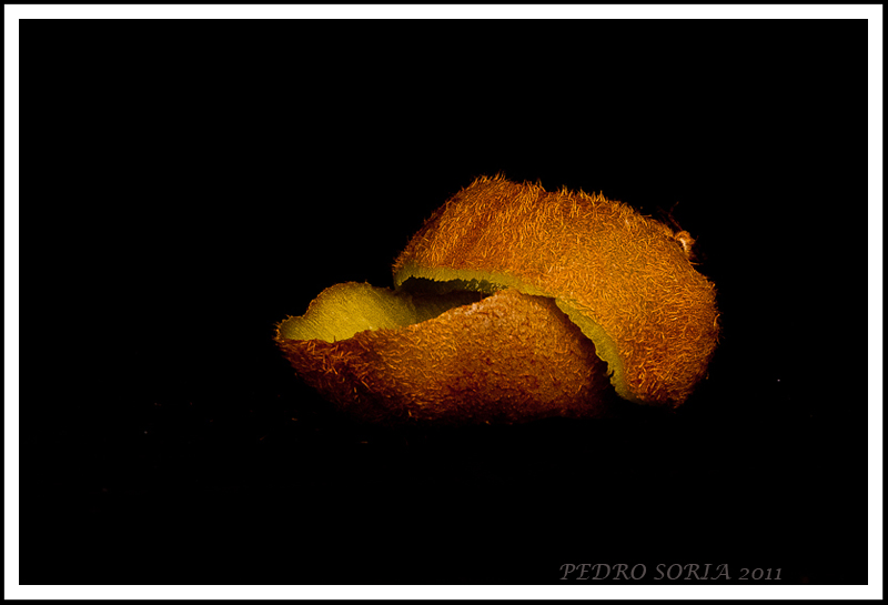 Babilonio_08_g19_