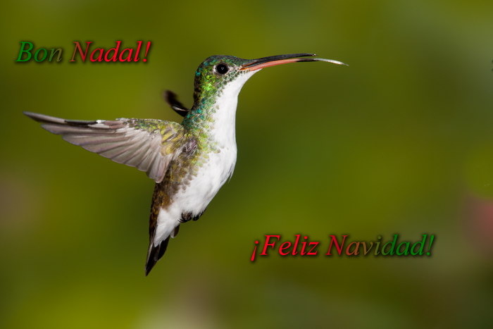Bon-Nadal-2