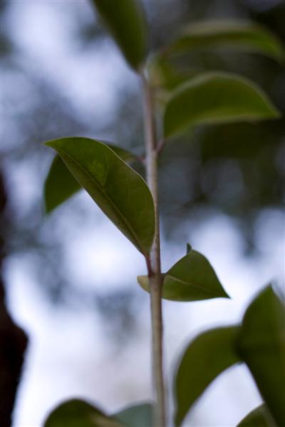 C_de_los_M_rtires_hoja