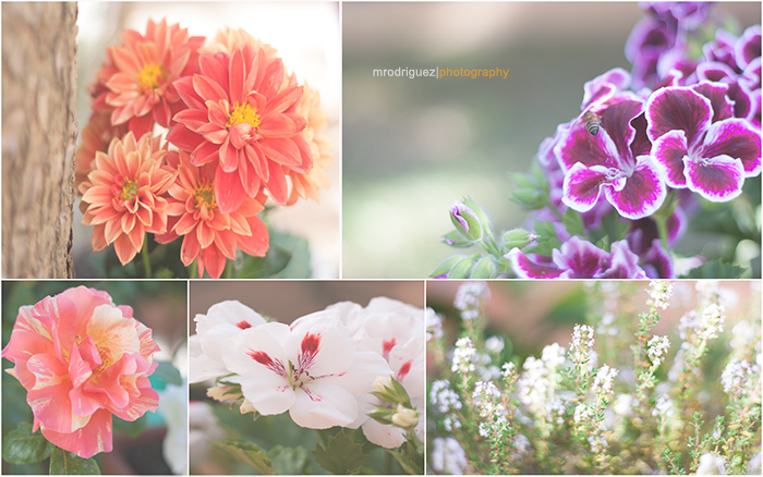 Campo-Flores-2