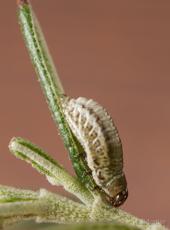 Chrysolina_americana_larva