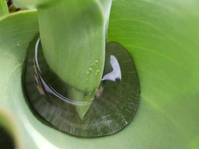 DROPLEAVE