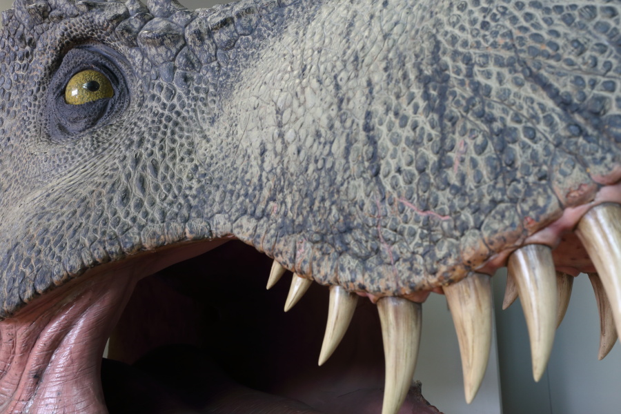 Dino4