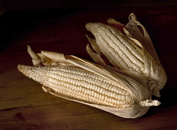 Elotes21