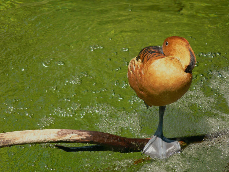 Equilibrio
