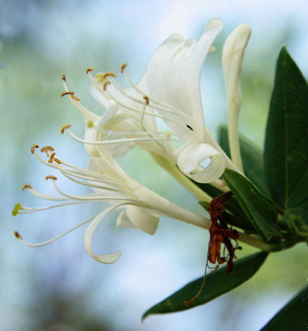 FLOR_ESCALADA