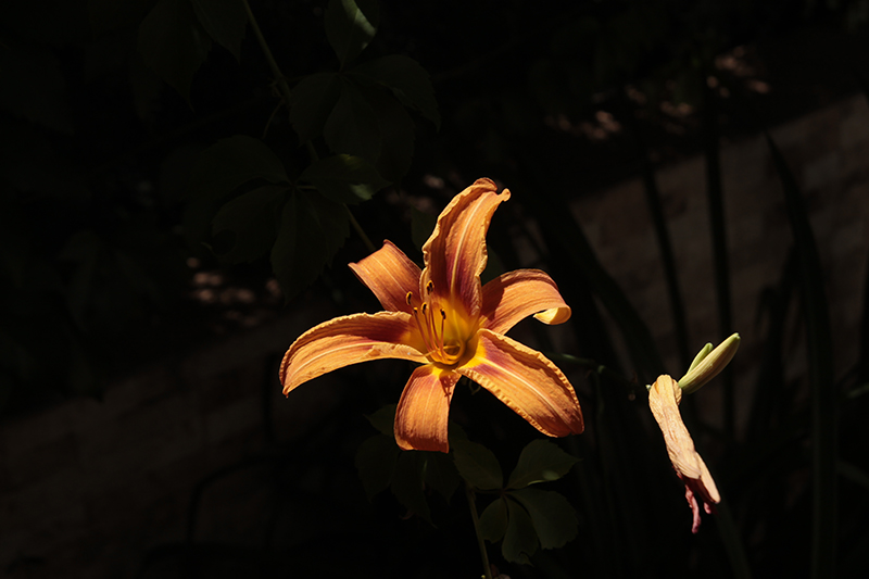 Flor162
