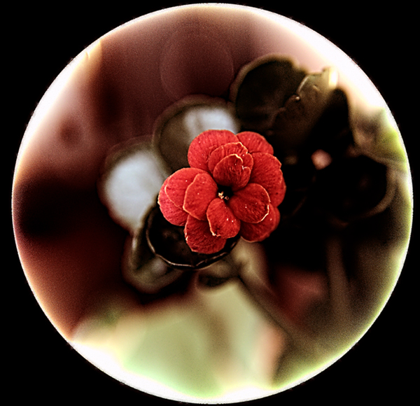 Flor75