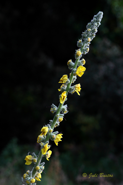 Flores_de_carretera_2