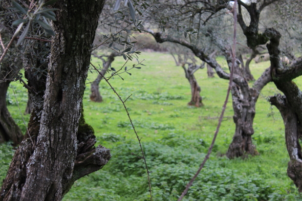 Fuente_Rocha_feb-2013_para_foro2