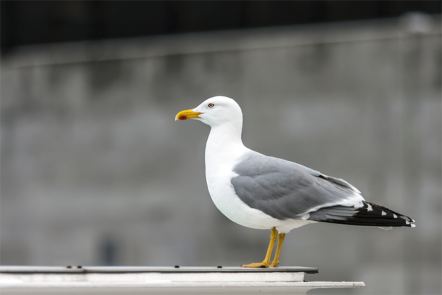 Gaviota64