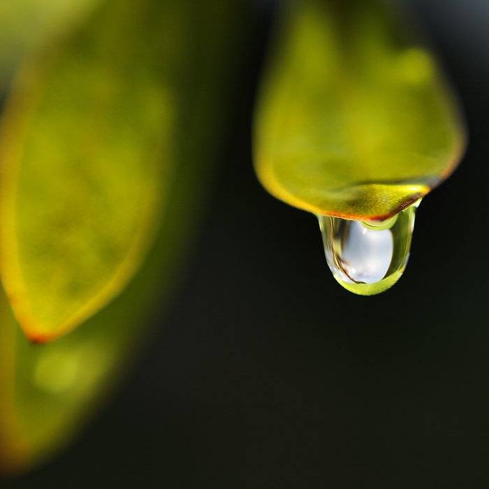 Gota10