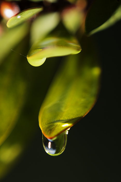 Gotas7