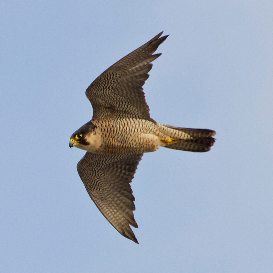 HALC_N_PEREGRINO_006b