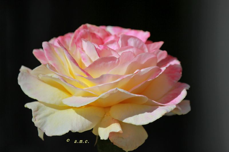 IMG_0841_800x600_