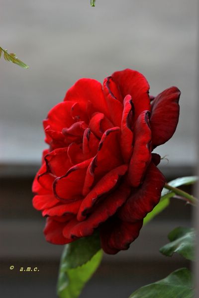 IMG_0857_800x600_