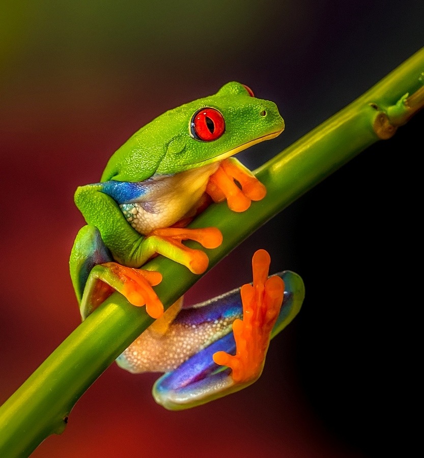 IMG_0946ultimawebcanon