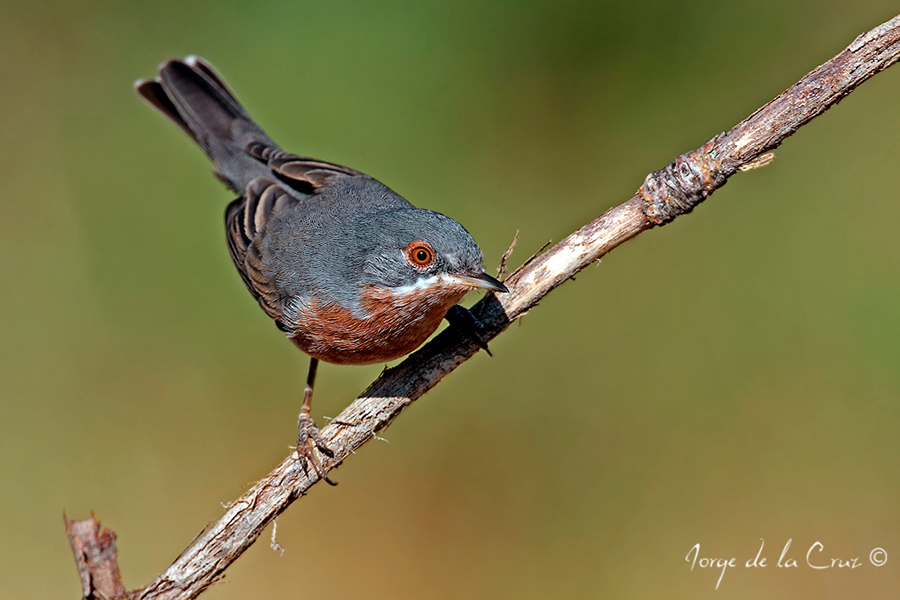 IMG_1356webcano