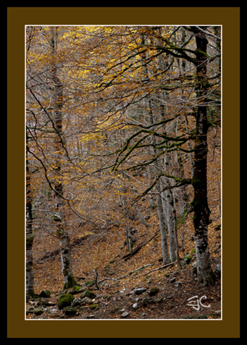 IMG_1477_canonistas