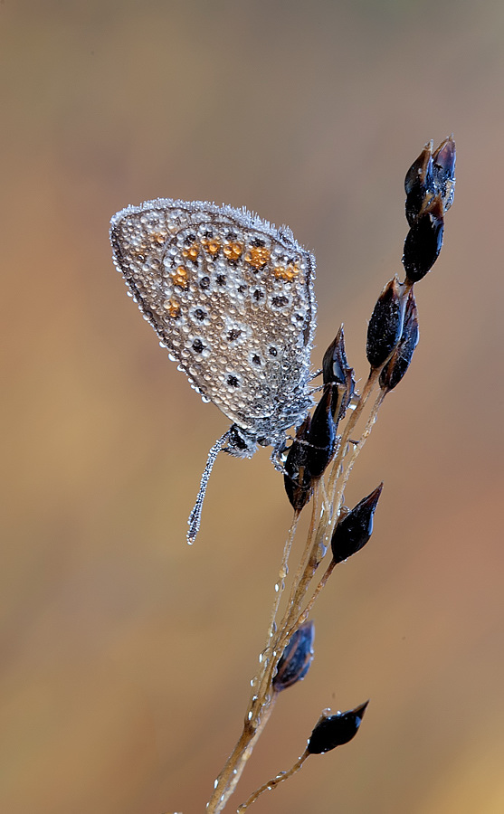IMG_1958web