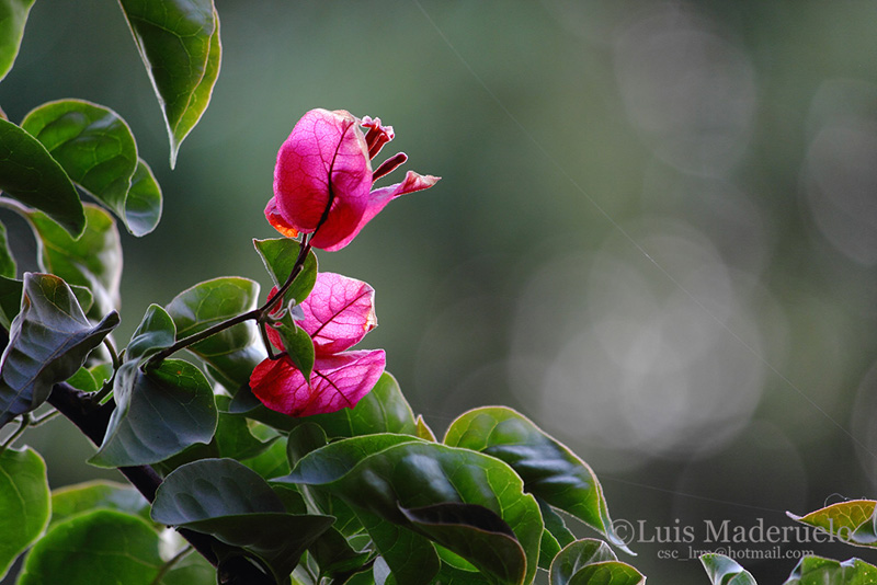 IMG_3654_deraw_100ISO_02_800pixCF