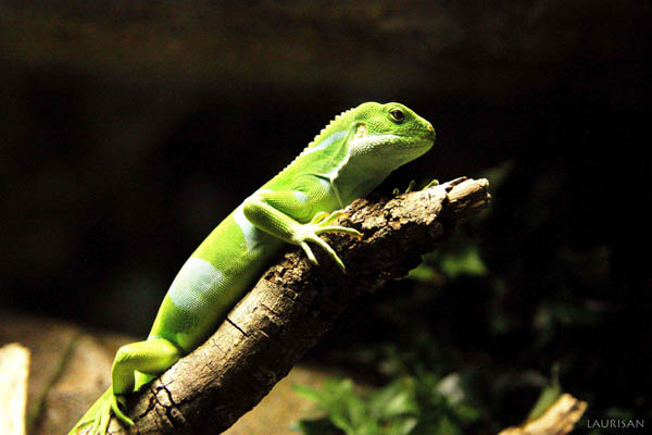 Iguana3