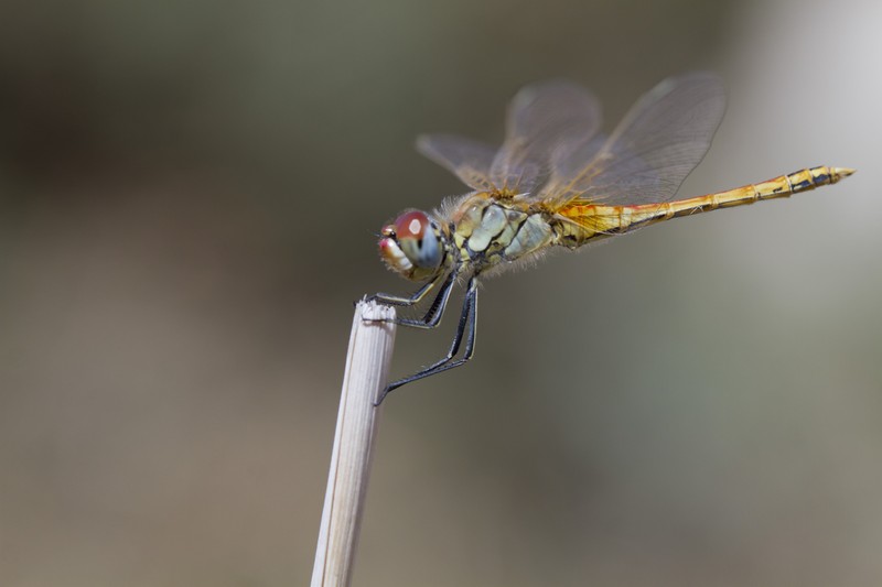Image00042