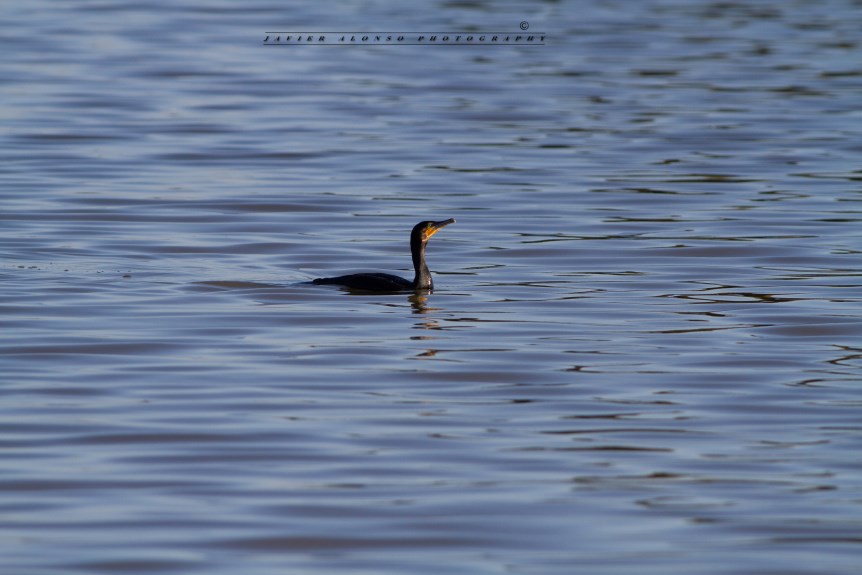 JA_1592-1-2_f