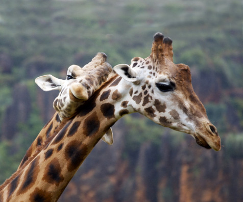 Jirafas2